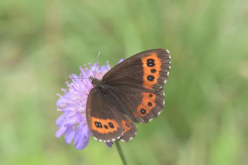Erebia ligea